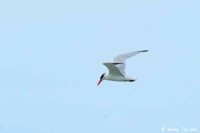 (Hydroprogne caspia) Caspian Tern