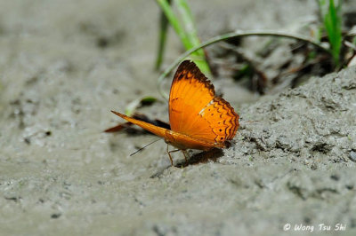 (Cirrochroa emalea) Malayan Yeoman