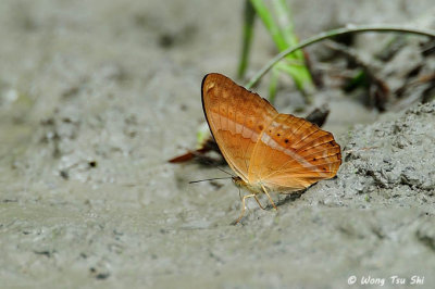 (Cirrochroa emalea) Malayan Yeoman