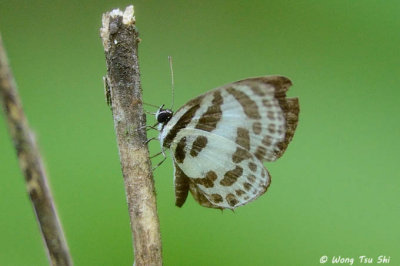 (Discolampa ethion)  Banded Blue Pierrot