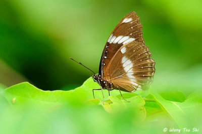 (Hypolimnas bolina bolina) Great Egg-fly