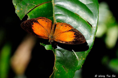 (Mycalesis patiana) Eliot's Bush-brown
