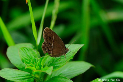(Mycalesis perseus cepheus) Dingy Bush-brown