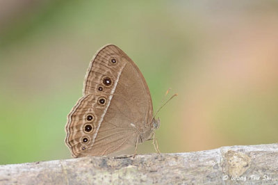 (Mycalesis mineus)The Dark Brand Bush-brown