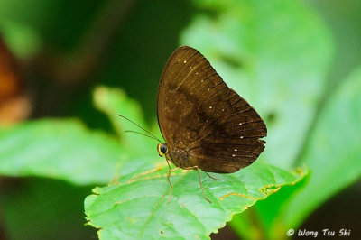(Faunis kirata) Dusky Faun