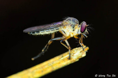(Asilidae sp.)Robber Fly
