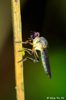 (Asilidae sp.)Robber Fly