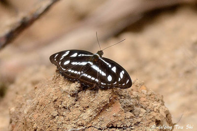 (Athyma reta kresna)The Malay Staff Sergeant