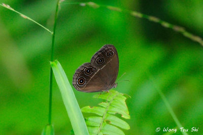 (Orsotriaena medus)Dark Grass-brown