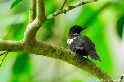 (Pycnonotus melanoleucos)Black-and-White Bulbul 