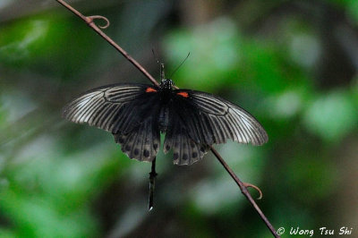 (Papilio memnon) Great Mormon ♂