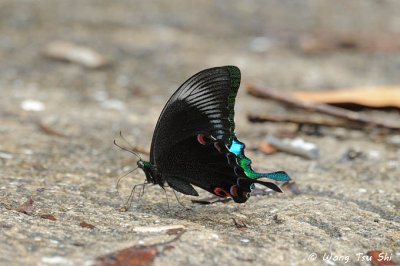 (Papilio Kama) Blue-spotted Peacock Swallowtail