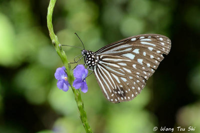 (Parantica algeoides aldeoides) Dark Glassy Tiger