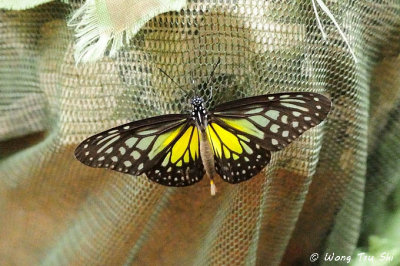 (Parantica aspasia)Yellow Glassy Tiger