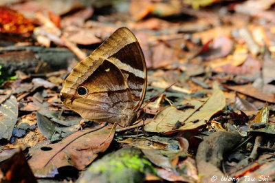 (Thaumantis odana)Blue-banded Jungle Glory