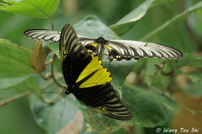 (Troides amphrysus) Malay Birdwing