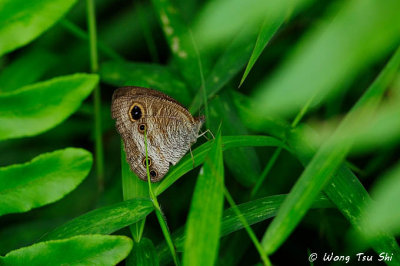 (Ypthima pandocus) Common Three-Ring
