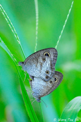 (Ypthima pandocus ) Common Three-Ring
