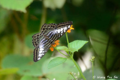 (Parthenos sylvia)Clipper