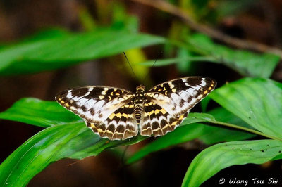 (Parthenos sylvia)Clipper