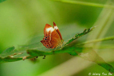 (Abisara geza)Spotted Palm Judy