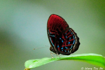 (Paralaxita orphana)Banded Red Harlequin