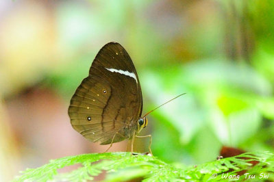 (Faunis stomphax) Banded Faun