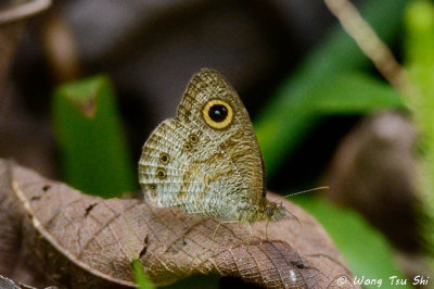 (Ypthima baldus)Common Five-Ring