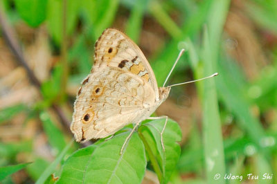 (Junonia atlites) Grey Pansy