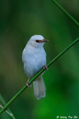 (Pycnonotus analis) Sunda Yellow-vented Bulbul