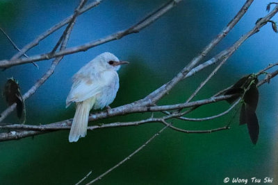 (Pycnonotus analis) Sunda Yellow-vented Bulbul