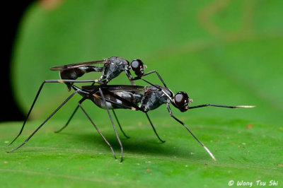 (Micropezidae sp.)Stilt-legged Fly