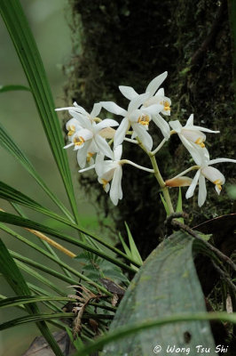 (Coelogyne hirtella)