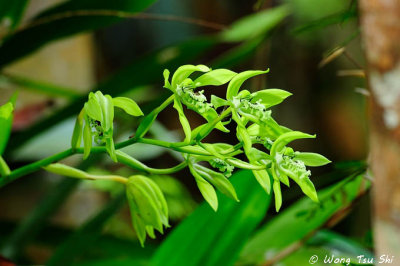 (Coelogyne pandurata)