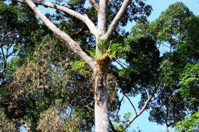 (Grammatophyllum speciosum) Tiger Orchid