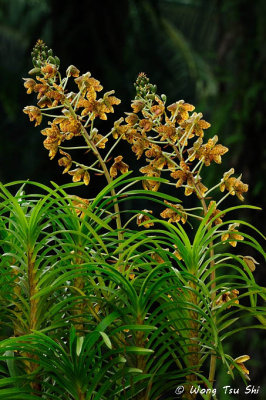 (Grammatophyllum speciosum)  Tiger Orchid
