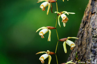 (Coelogyne pulverula)
