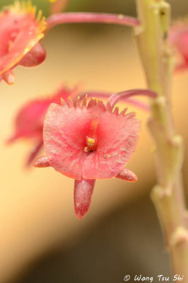 (Malaxis lowii)