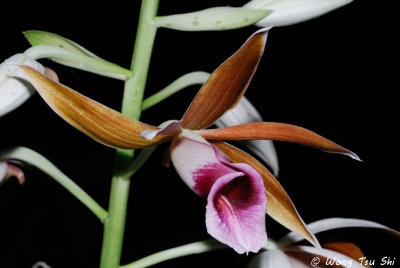 (Phaius tancarvilleae)