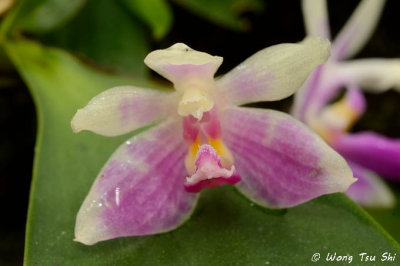 (Phalaenopsis modesta)