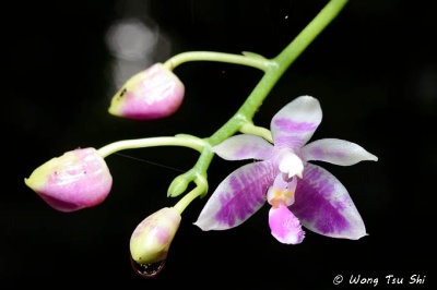 (Phalaenopsis modesta)