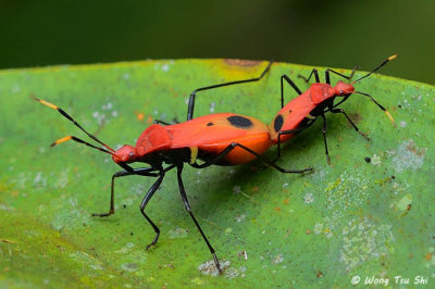 (Reduviidae, sp.)[A]<br />Assassin Bug