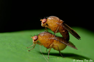 (Drosophilidae sp.)Fruit Fly