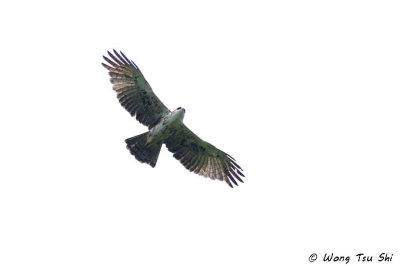 (Lophotriorchis kienerii)Rufous-bellied Eagle