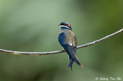 (Hemiprocne comata)Whiskered Treeswift ♂