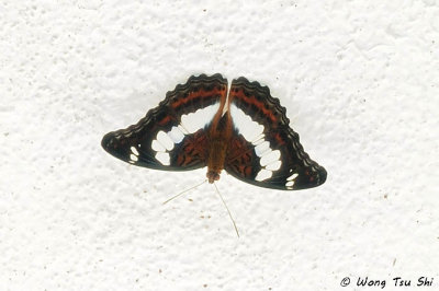 (Moduza procris) Commander