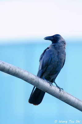 (Corvus splendens) House Crow