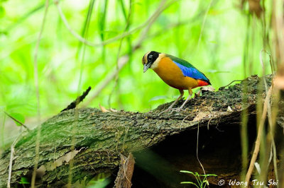 (Pitta moluccensis) Blue-winged Pitta