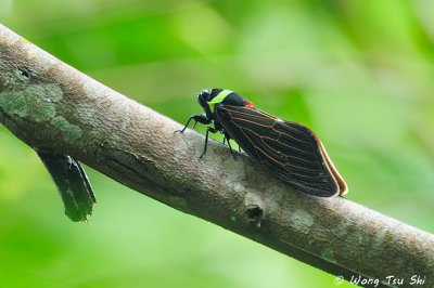 (Cicadidae, Tacua speciosa)  Emperor Cicada