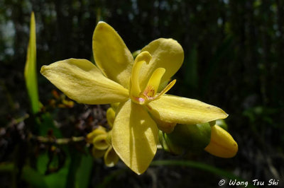 (Spathoglottis aurea)